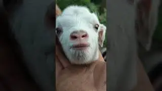 Baby Goat Head Tilts   The Cutest Thing You'll See Today!🐑  #cutefarmanimal #funny #cute #animals