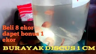 Unboxing burayak Discus Murah