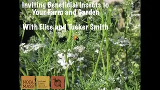 Inviting Beneficial Insects to Your Farm and Garden
