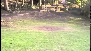 Defiant Tree Rats