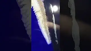 Морская звезда Archaster typicus идет по стеклу