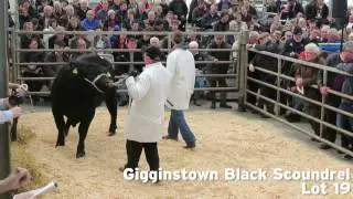 Gigginstown Angus Bull sale 2017
