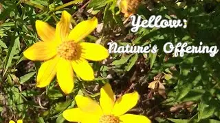 Color Therapy In Nature 