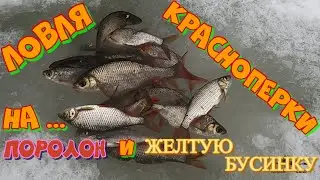 Ловля ПЛОТВЫ и КРАСНОПЕРКИ в Феврале . МОРМЫШКА С ПОРОЛОНОМ РАБОТАЕТ !!!