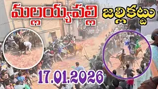 మల్లయ్యపల్లి మరియు దొర్నకంబాల పశువులపండగ...💥17.01.2026💥 Mallaiahpalli &Dotnakambala Jallikattu 
