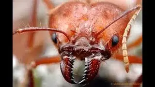 Curiosidades Sobre a Formiga Atta- Canal Focado No Assunto