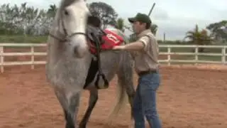 CURIOSIDADES DO MM -- MANTER O ANIMAL PARADO