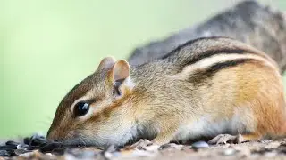 Chipmunk Antics Part 2