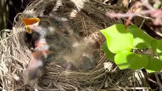 Robin Nestlings