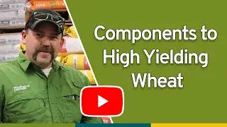 Components to High Yielding Wheat