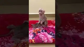 Lovely Baby Monkey Titas Very Cute In Home play full