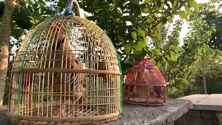 Part 12 | Chakor & Bater Ki Original Awaaz | Partridge & Quail Calling Sound | Natural Bird Voice 
