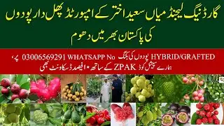 Mian Saeed Akhtar's Exotic Fruit Plants Collection Attracts Plant lovers across Pakistan !!!