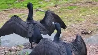 Beautiful Double-Crested Cormorant's drying off