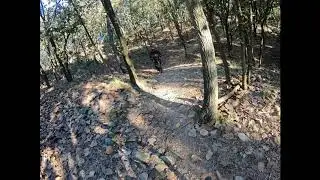 inicio bosque primavera