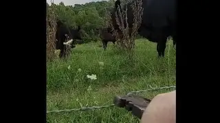 How to tighten a barbed wire fence