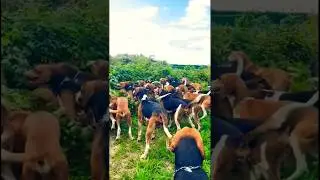 dogs barking, pointer dogs barking, Italian brainrot. #pointerdog #puppy #huntingdog #dogsbarking
