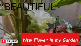 RARE FLOWER /MEDICINE FLOWER/TURMERIC  FLOWER /மஞ்சள் பூ /New Flower in my garden🌼🌼🌼🌼🪴🪴