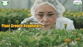 Green rich crop science 