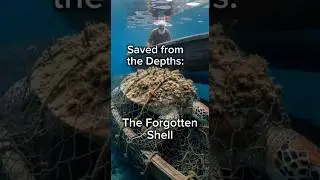 The Forgotten Shell &ndash; Emotional Sea Turtle Rescue Story