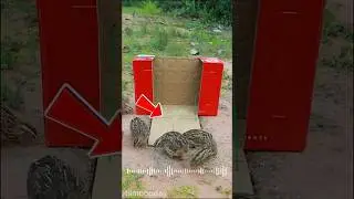 Bird Trap Using Rubber Bands &ndash; OMG So Easy!#Trap #BirdTrap  #shorts #shortvideo #bimbooday