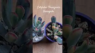 Cotyledon Flanaganiis Variegado #suculentas #plantas #garden #jard&iacute;n #jardinesbotanicosdelmundo