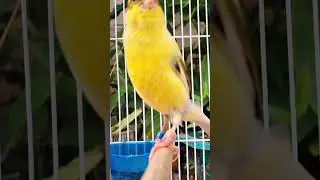 canary singing : Training canary birds to sing, bird sound