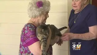 Cleburne Cat Credited For Heroics