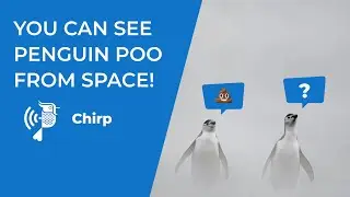 Emperor Penguin Poo From Space | Chirp From Episode 1