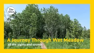 Walking through Wet Meadow