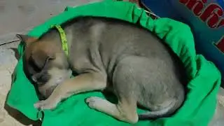 Dog Sleeping On Red Blanket Ultimate Relaxation