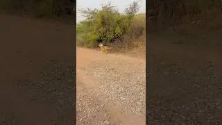 Hulk👑 pitbull vs tiger🐅 deadly fight #hulk #tiger #tranding #ytshorts #shorts