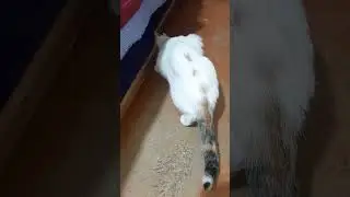 Поиск муляжной мышки! #cat #выгодноехозяйство #январь #красиваякошка #кисуля #киска #замышкой
