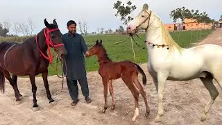 Kajal Ke Liye Naya Ghoda Mil Gaya! 🐎 Ab Agli Crossing Kab Hogi?