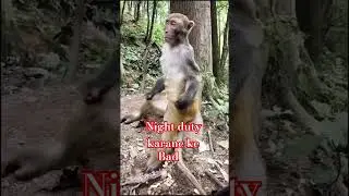 Night duty ke 😞 #night #duty #funnyvideo #shortsfeed #animals #animalsnightduty