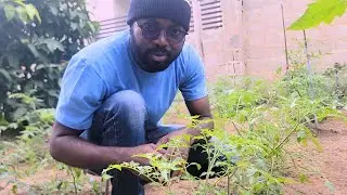 How I Started Backyard Farming with Just ₦5,000