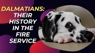 The History of the Dalmatian in the Fire Service