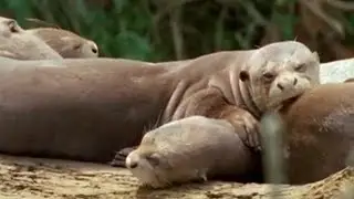 Giant Otters Sunbathing | Wildlife on One | BBC Earth