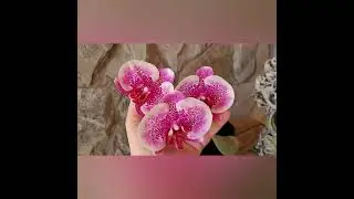 орхидея фаленопсис Phal. I-Hsin Stacy