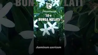 10+ JENIS BUNGA MELATI | JASMINE VARIETIES | FLOWER | WORLD PLANT ID | #worldplantid