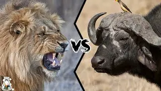 Lion vs Buffalo - The Ultimate Predator vs Prey Battle