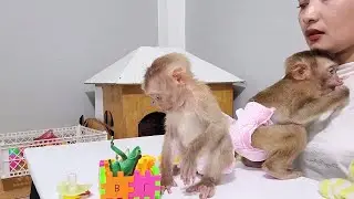 Daily maternal care keeps both monkeys healthy