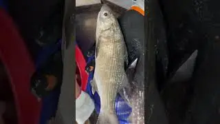 午仔白～ 五絲多指馬鮁？六絲多指馬鮁？只看外型不數絲 怎麼分辨？
