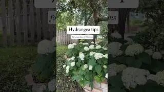 Hydrangea Care Tips #gardeningtips #gardening #hydrangeas #fastgrowingtrees