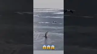 Crocodile 🐊 attacks flying drone #animals #crocodile ￼