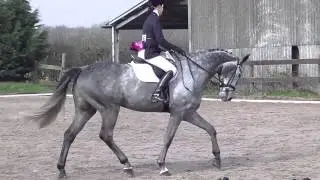 Ringo Dressage Bold