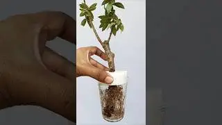 Growing china guava plant using water #gardening #grafting #guava #shorts #shortvideo