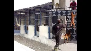 BELGIAN MALINOIS AND CAUCASIAN SHEPHERDS  BEST DOGS @ Shujaa K9 Masters