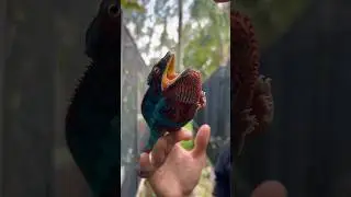 Пантеровым хамелеонам очень полезно разнообразное питание насекомыми! 🦗🪲🪳🐛 #pantherchameleon