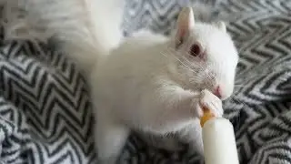 Rare White Squirrel Mysteriously Dropped Off On Person&rsquo;s Doorstep